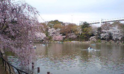 水辺の桜