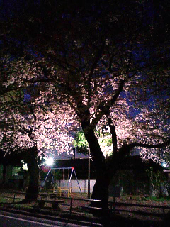 090406　弁天公園　夜桜