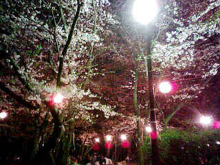 090407　千葉公園　夜桜1