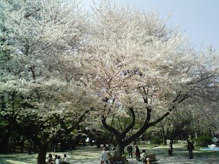 千葉公園090409満開