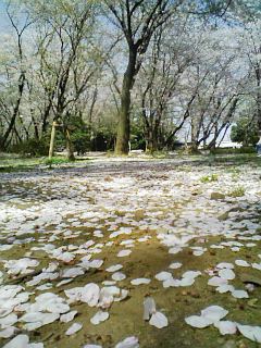 千葉公園090409桜絨毯