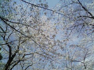 千葉公園_桜空