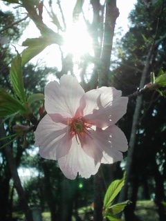 桜陽日