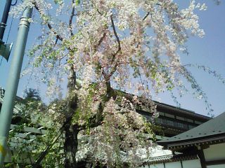 成田_しだれ桜